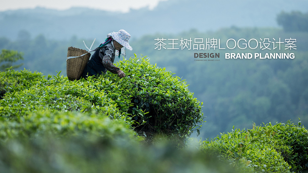 云南普洱茶品牌茶王树LOGO设计