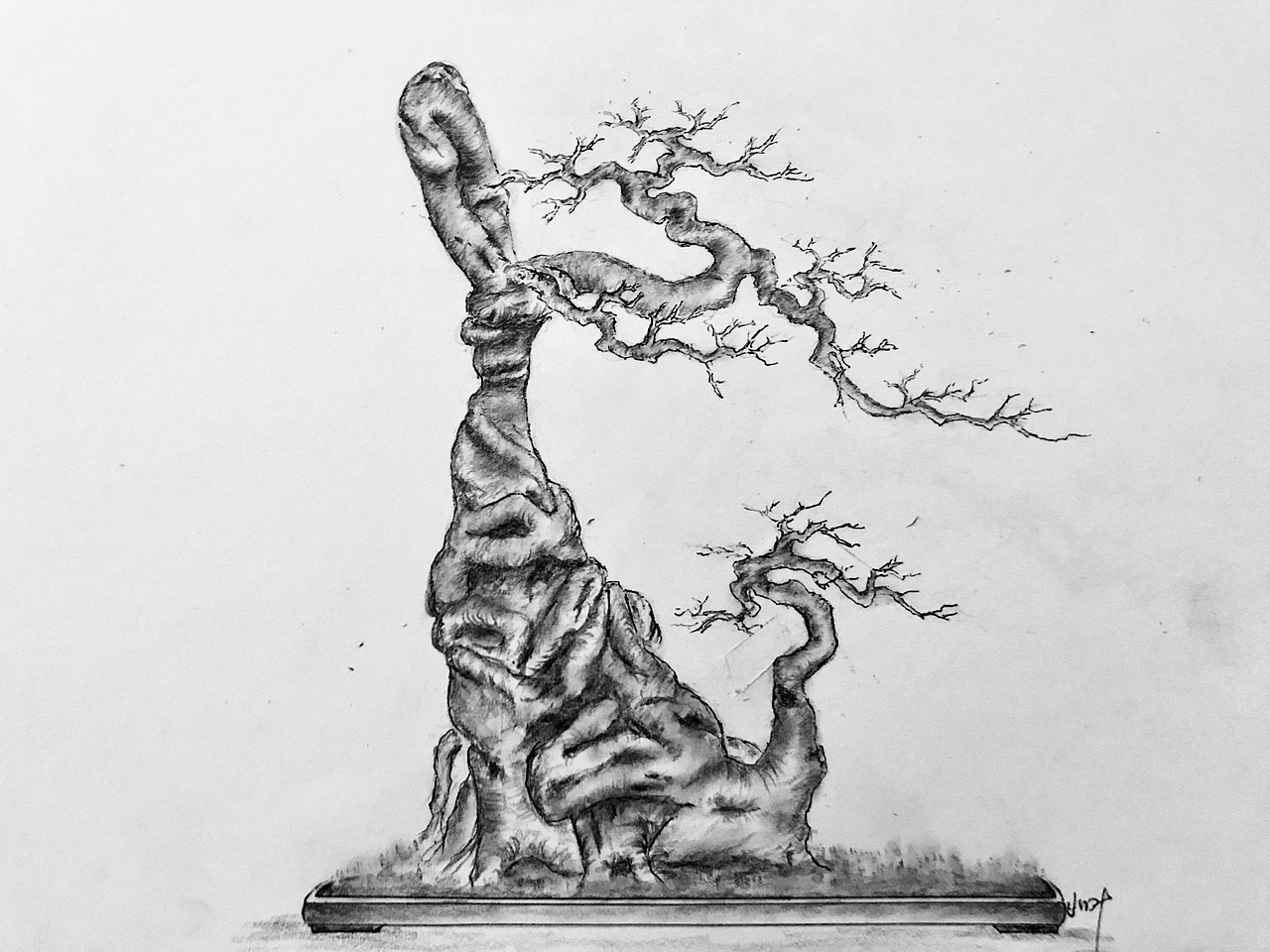 手绘盆景设计图