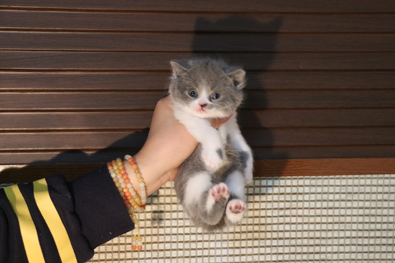 英短猫咪0202蓝白母短毛455g465g红正八