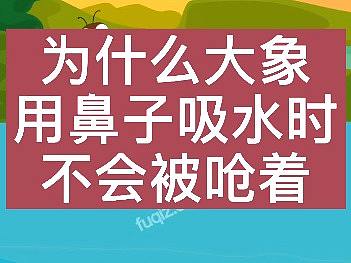 夫妻工作室动画作品 为什么大象的鼻子吸水时不会被呛