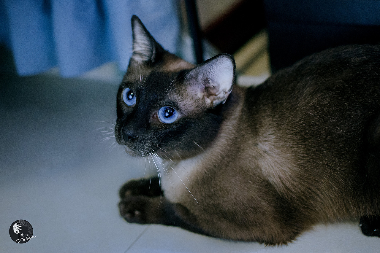 003-拍够100只猫/暹罗猫