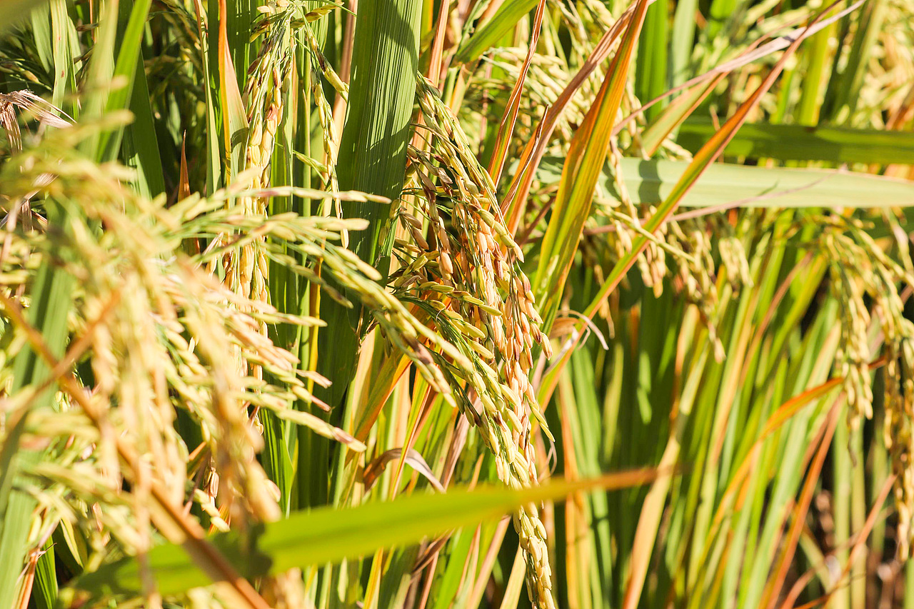 龙胜梯田（图ZMTMxNjIyNjQ4） - 风光摄影 - 站酷设计师realZT原创素材 - 站酷ZCOOL