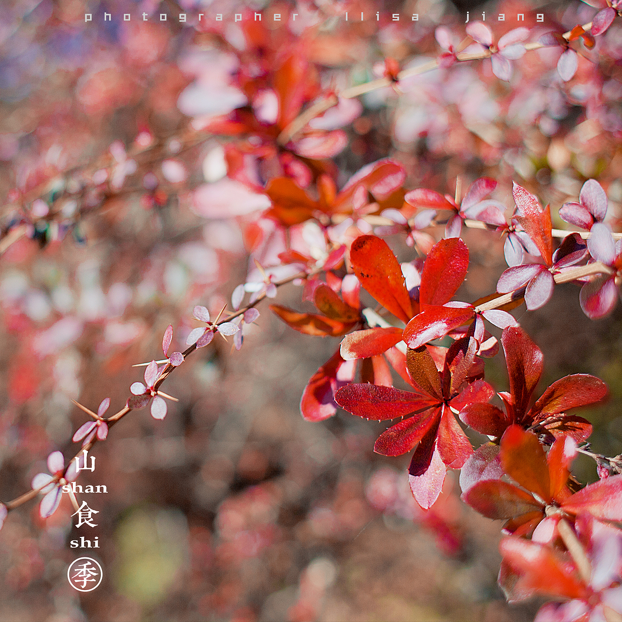 小品四季（图ZMTA4NTgyNDY0） - 产品摄影 - 站酷设计师挲lisa原创素材 - 站酷ZCOOL