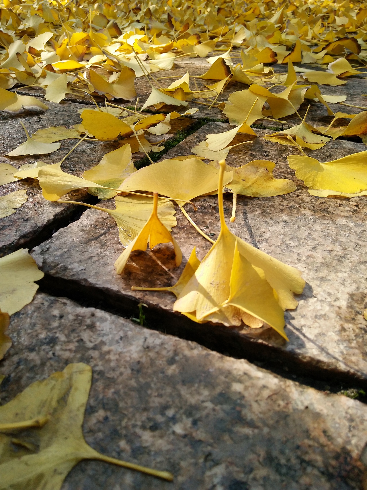枫叶飘落的季节