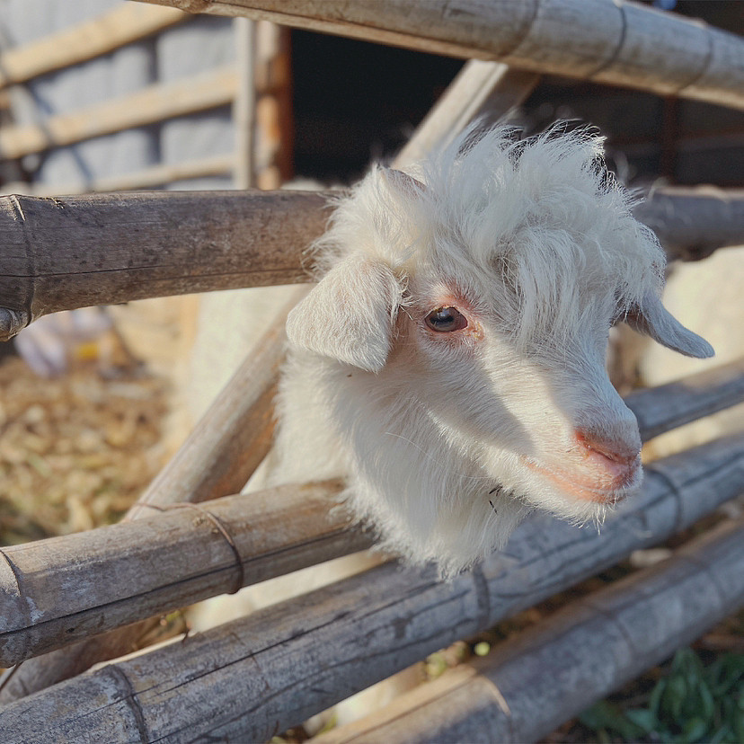 手机拍摄-汕头-科牧羊场