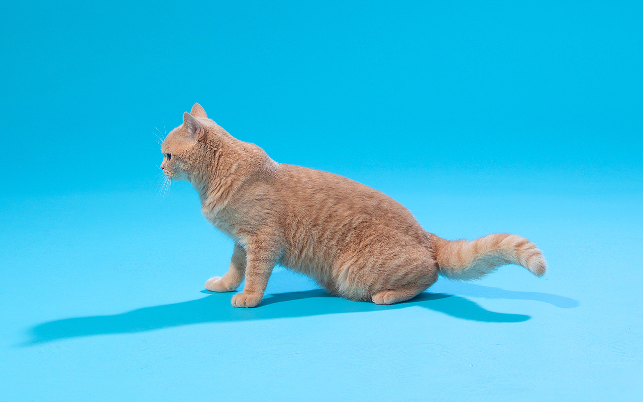 云养猫 商业拍摄案例 2020 11 07（图ZMjM2MjQ4MjQw） - 宠物摄影 - 站酷设计师森林摄影原创素材 - 站酷ZCOOL