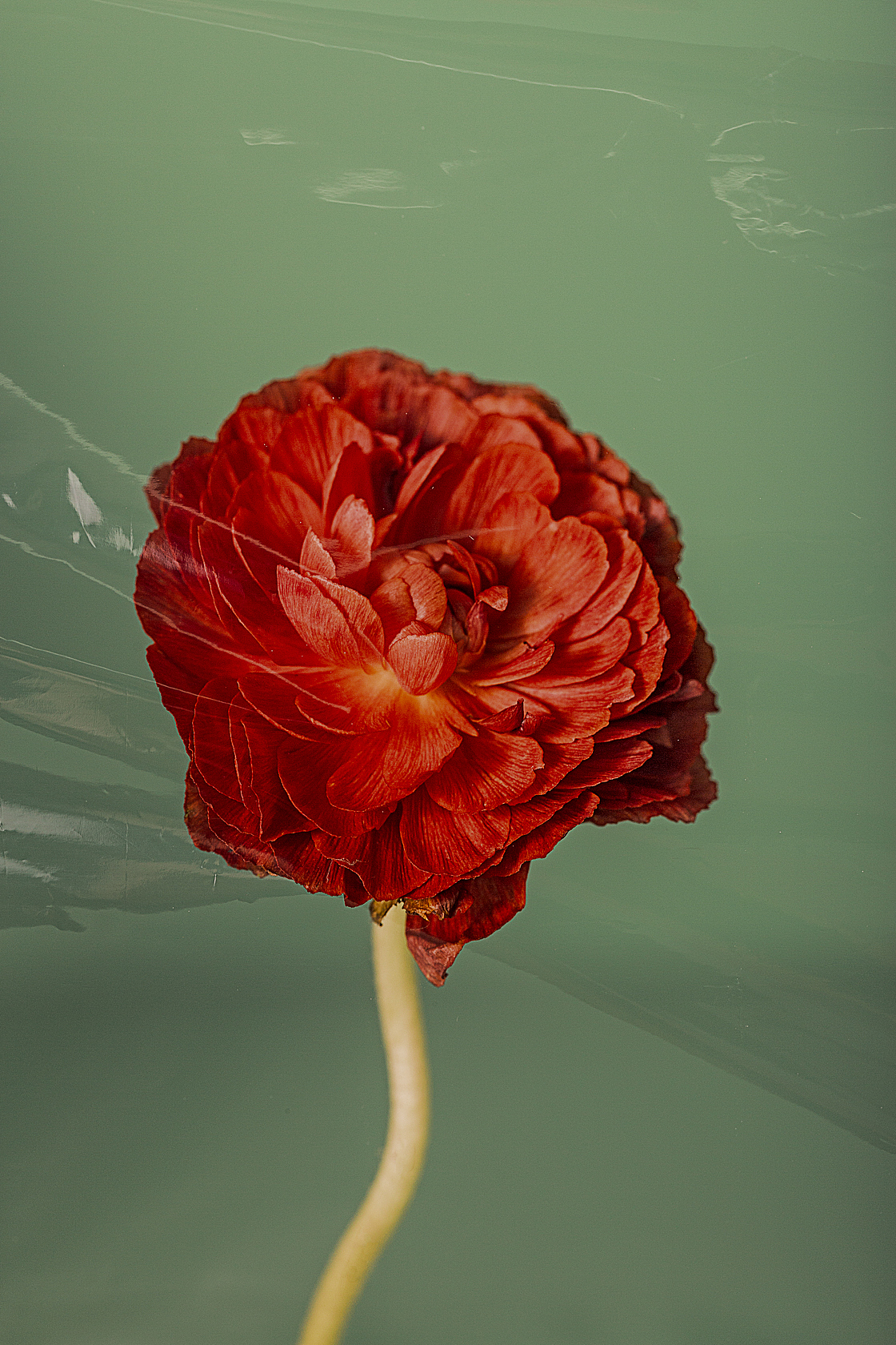 绿/花（图ZMTgzMTc4ODUy） - 产品摄影 - 站酷设计师刘佩相_koto原创素材 - 站酷ZCOOL