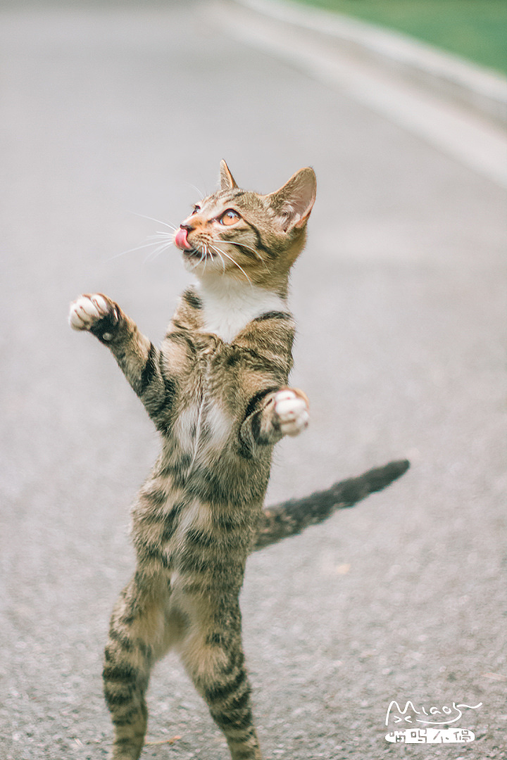 要成精了这些站起来的喵星人