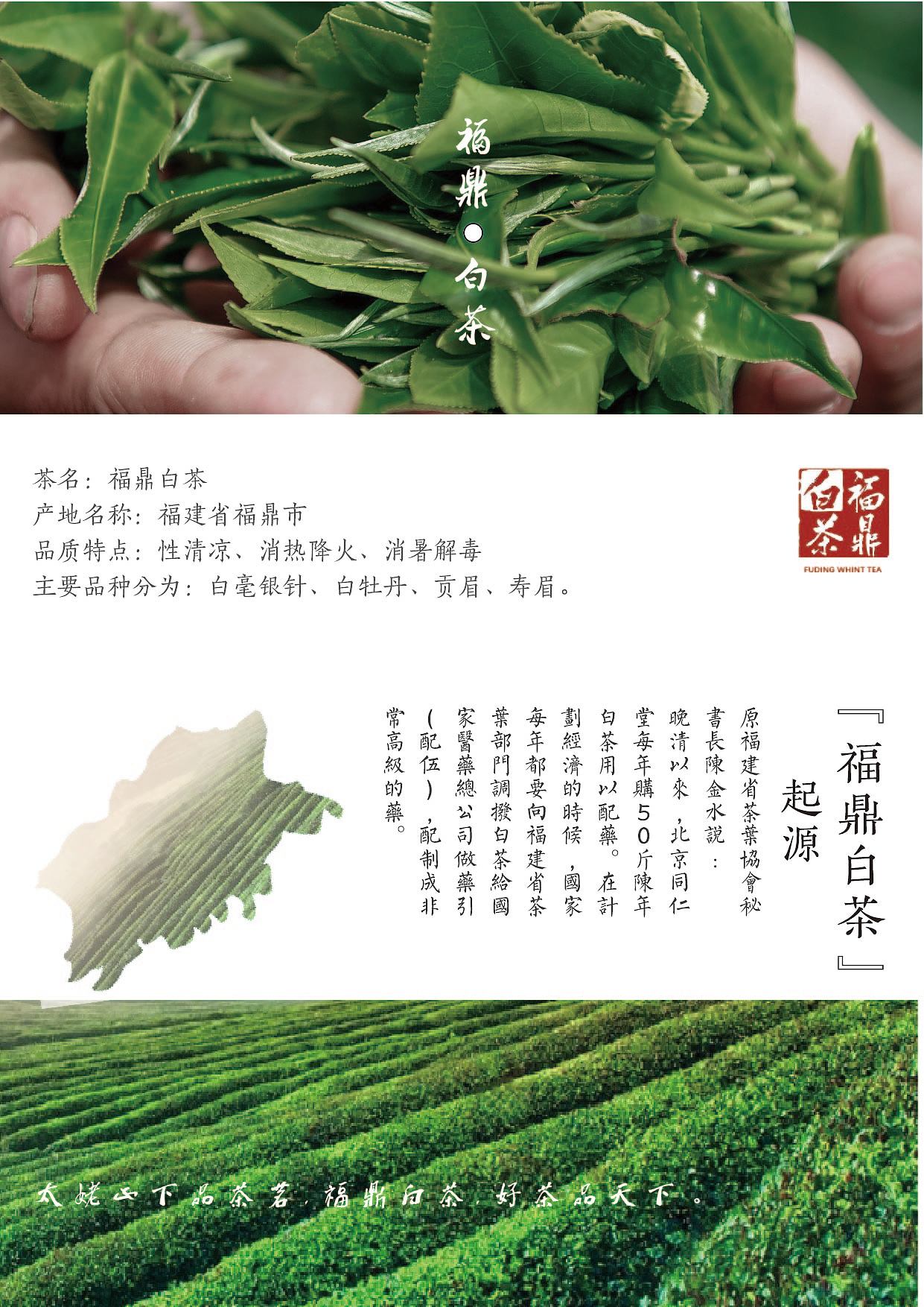 福鼎白茶海报设计
