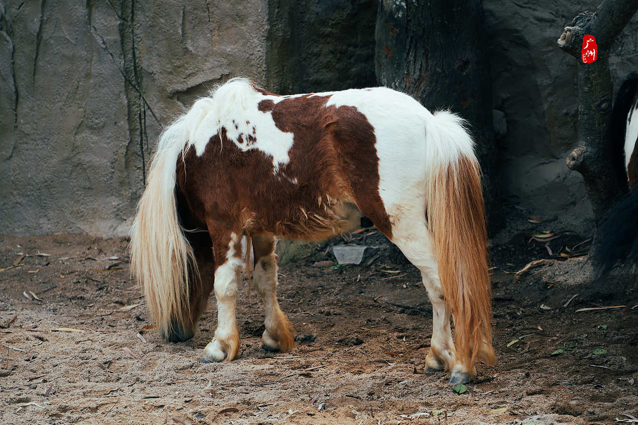 随手拍·广州动物园(兽类)（图ZMzM1ODA3NDM2） - 人文/纪实摄影 - 站酷设计师一晨同学原创素材 - 站酷ZCOOL