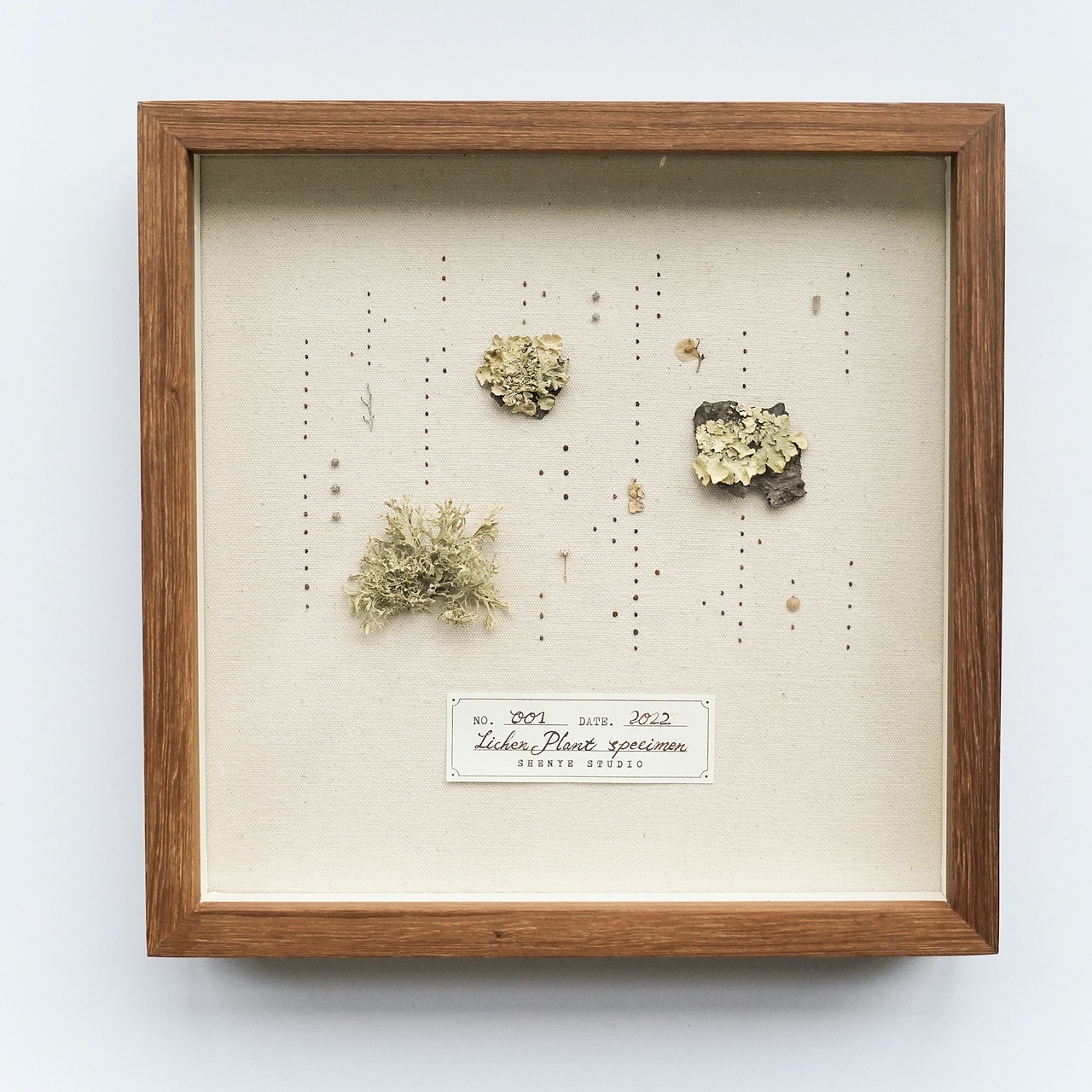 植物美学工作室-安与植