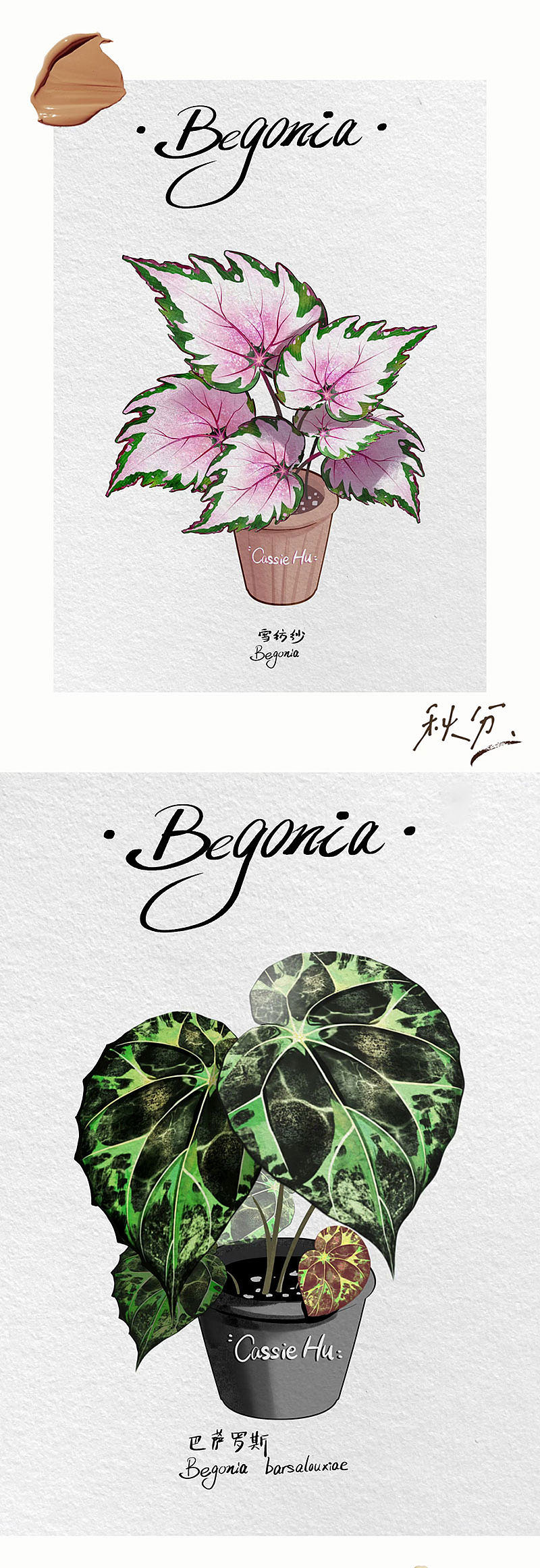 植物图鉴系列插画-秋海棠（图ZMzYwMDE5MTYw） - 创作习作 - 站酷设计师胡呼呼Cassie原创素材 - 站酷ZCOOL