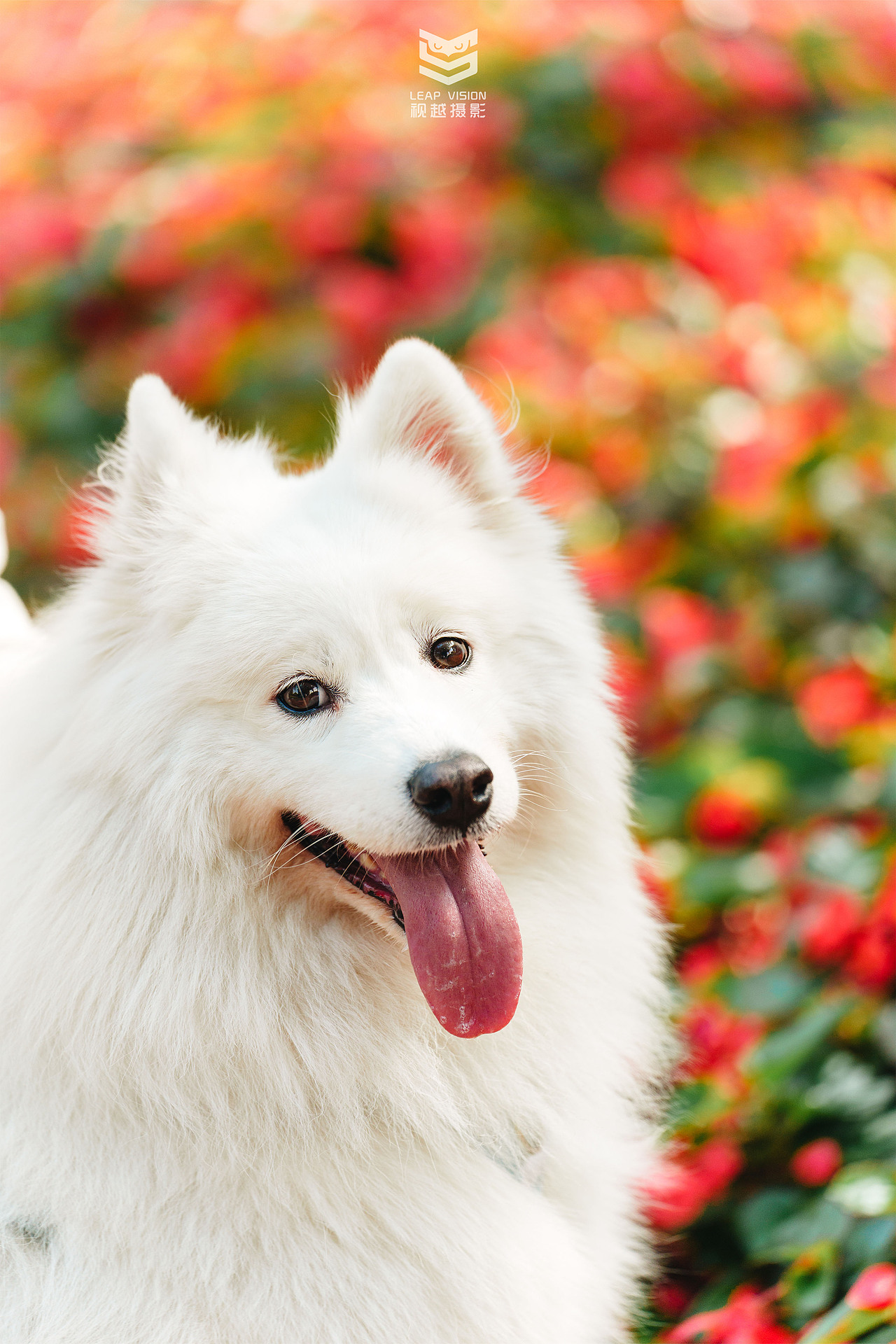 人宠户外写真（图ZMzYxMTIzMzcy） - 宠物摄影 - 站酷设计师小样摄影原创素材 - 站酷ZCOOL