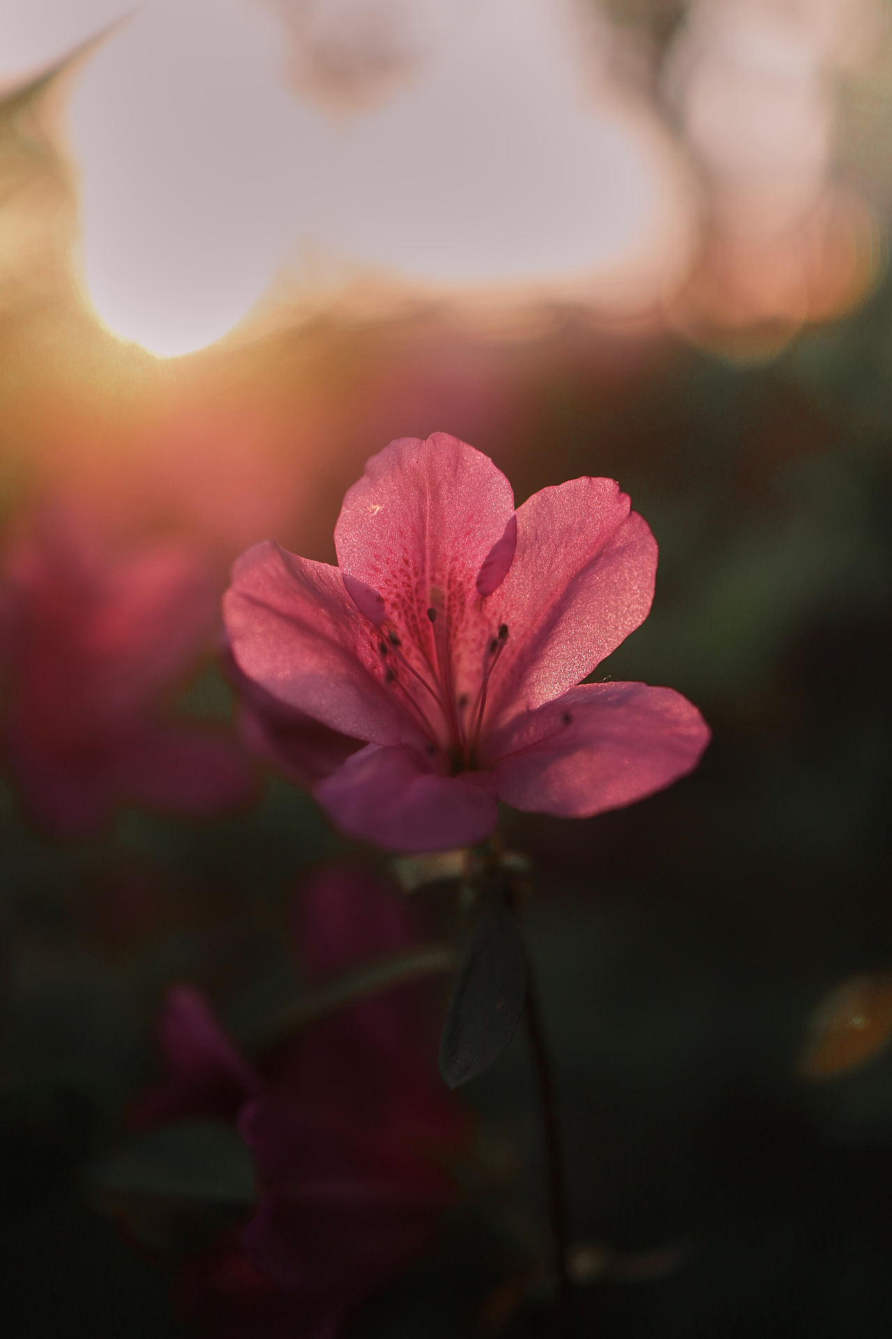 阳光灿烂 杜鹃花红