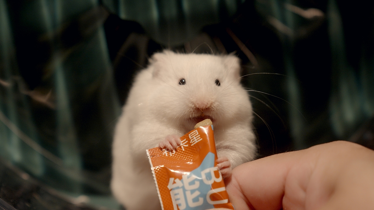 故事短片 | 布卡星 ✘ 响马摄影