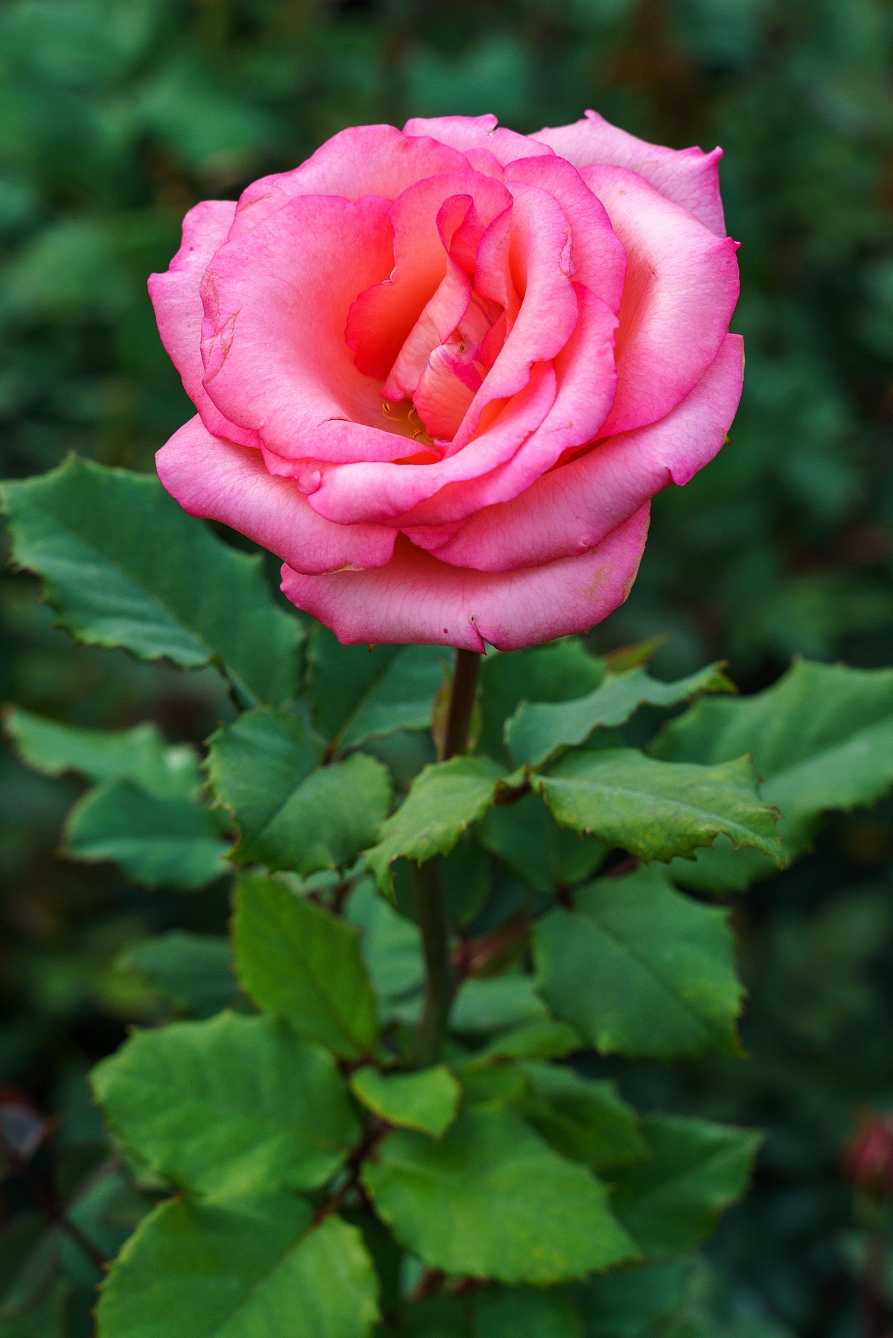 深圳香蜜湖公园月季花开 三月