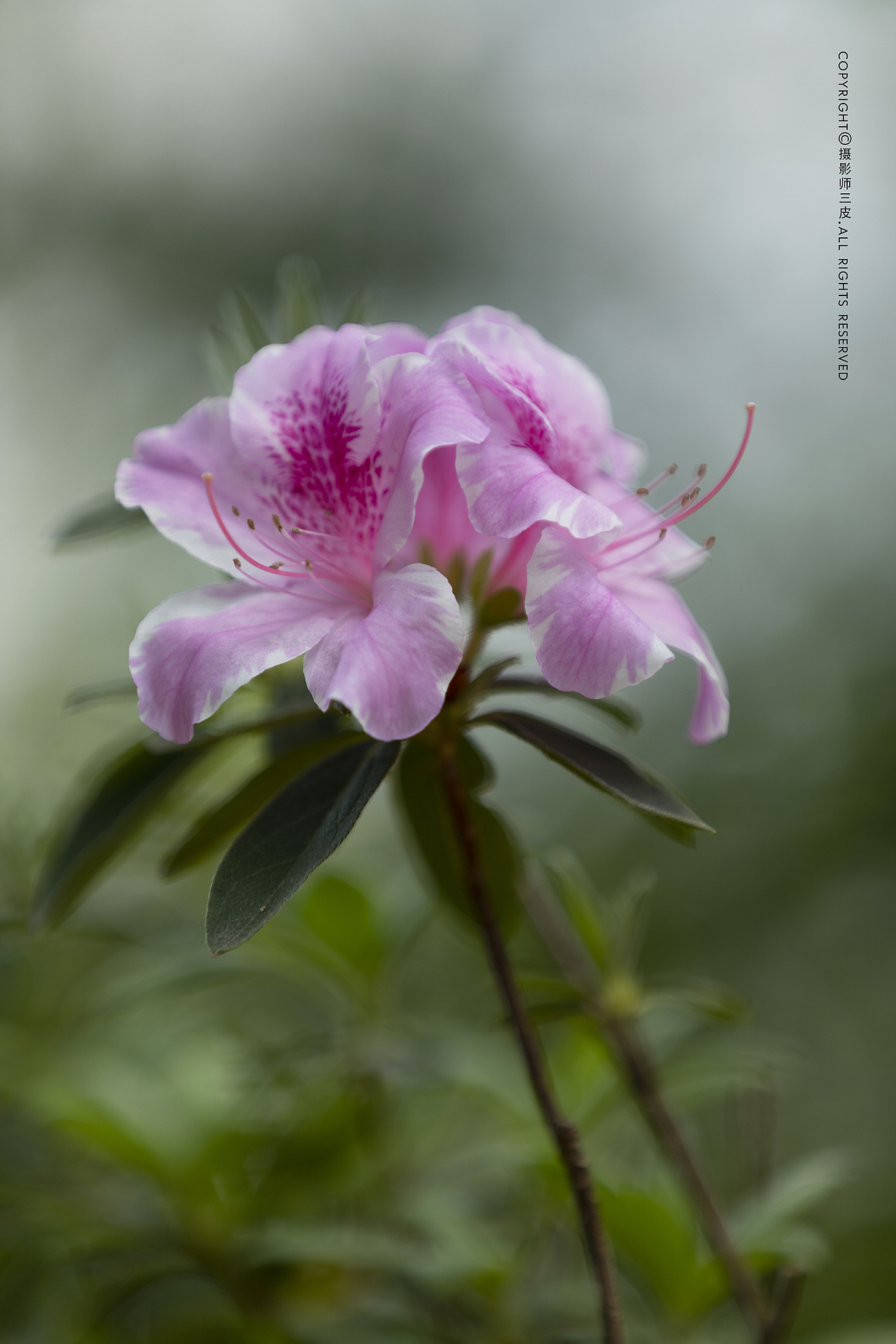 百花争艳（图ZMzE4NzM3OTAw） - 其他摄影 - 站酷设计师乌卡卡的视觉空间原创素材 - 站酷ZCOOL