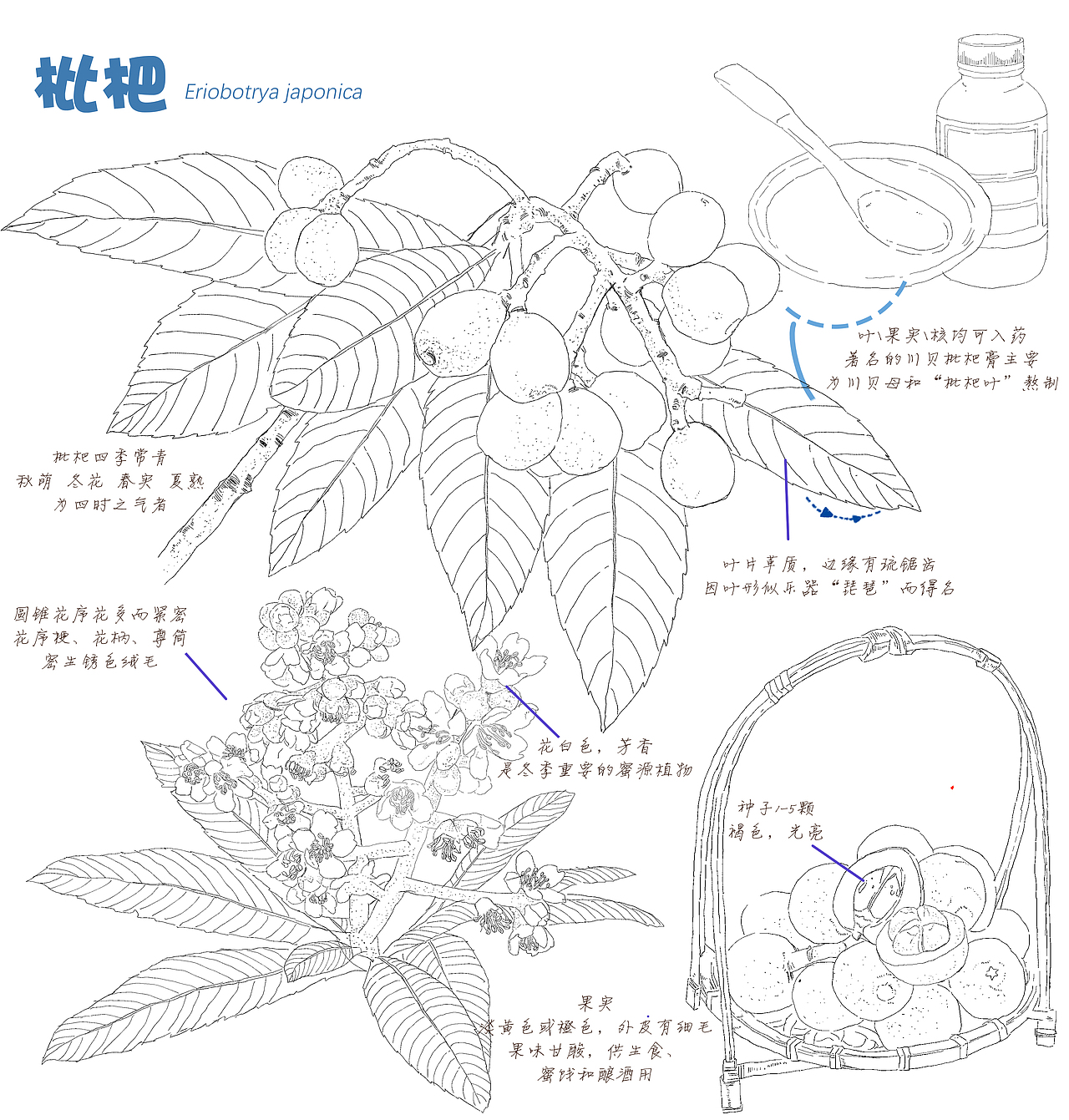 插畫-手繪水彩-中藥-枇杷（圖ZMzQ5NTI0NjQw） - 商業(yè)插畫 - 站酷設(shè)計(jì)師老合鳥子原創(chuàng)素材 - 站酷ZCOOL
