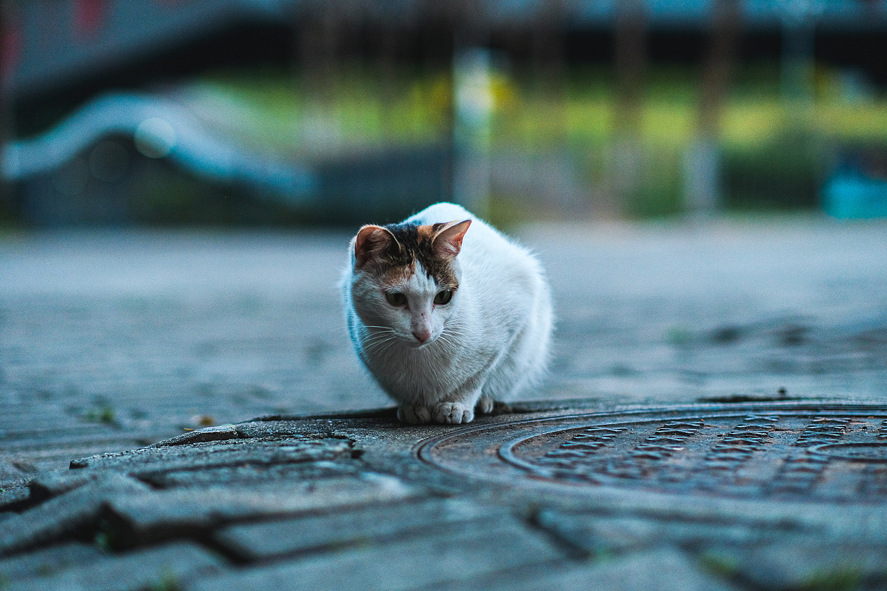 【城市街拍VOL.10】花城广场大剧院（图ZMzY1MDg1ODg0） - 人文/纪实摄影 - 站酷设计师阿蚁街头摄影原创素材 - 站酷ZCOOL
