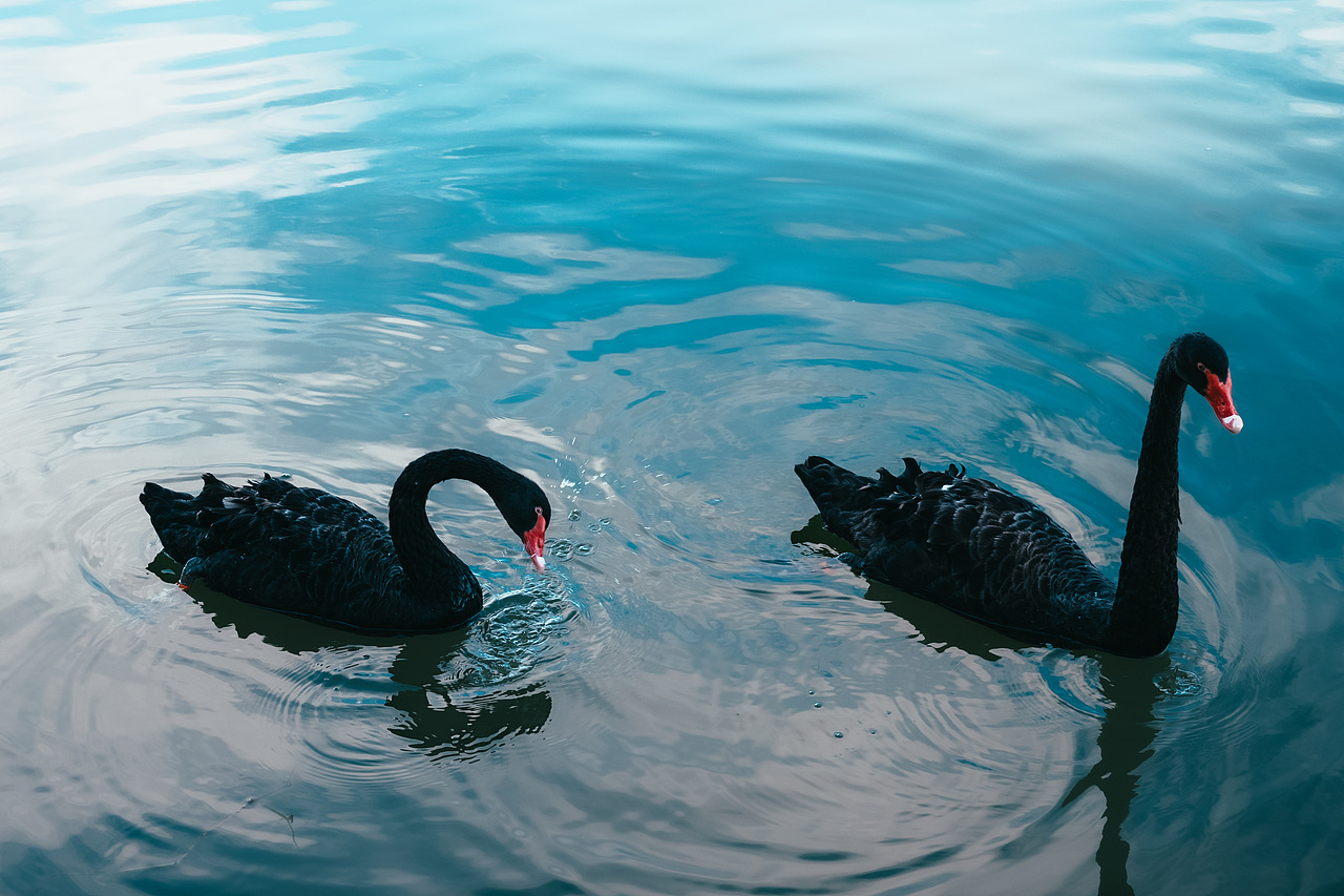秋高氣和，高貴的水中舞者（圖ZMzEzMTY1MjY0） - 寵物攝影 - 站酷設(shè)計師伶蘭原創(chuàng)素材 - 站酷ZCOOL