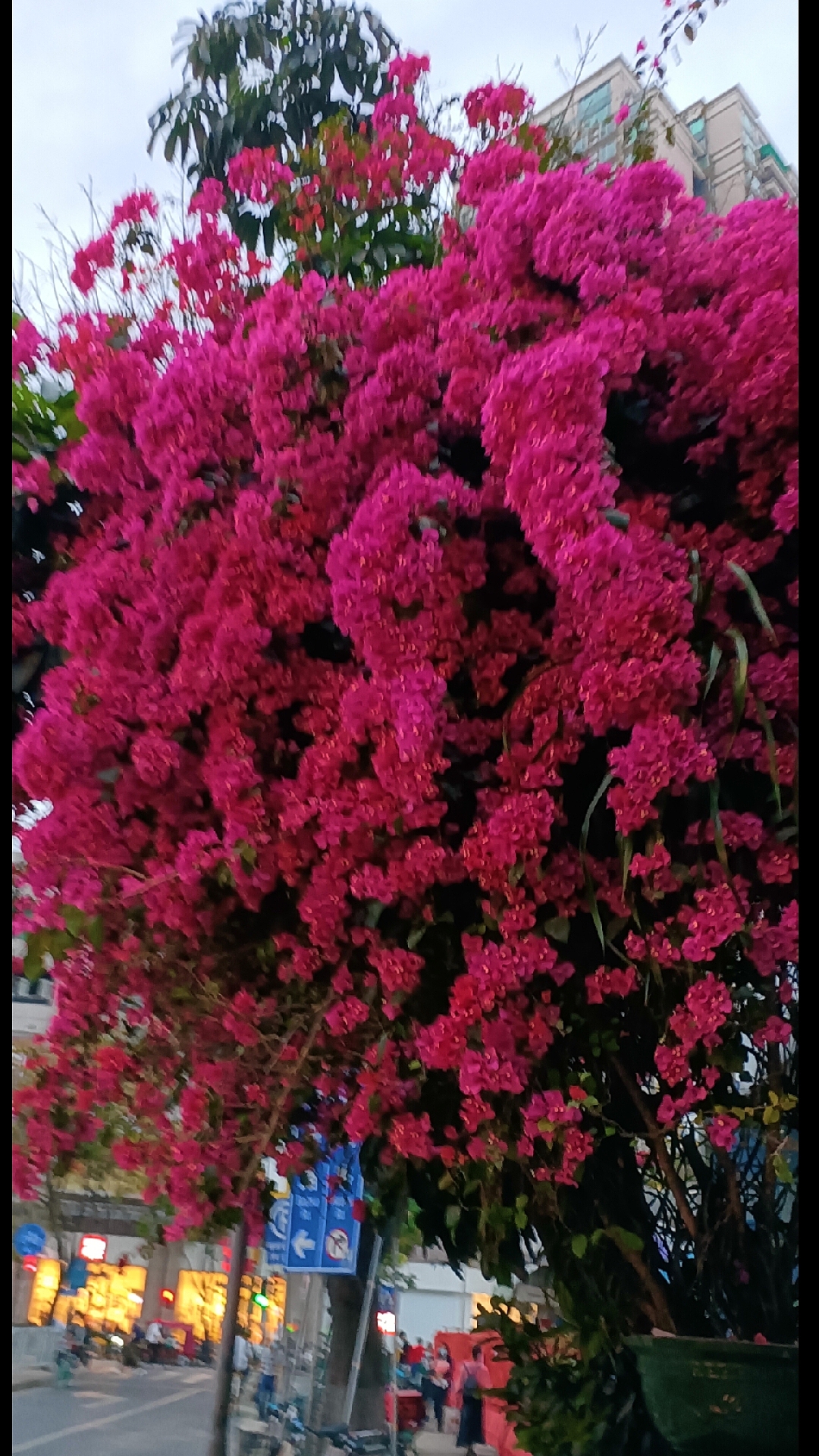 广州的杜鹃花