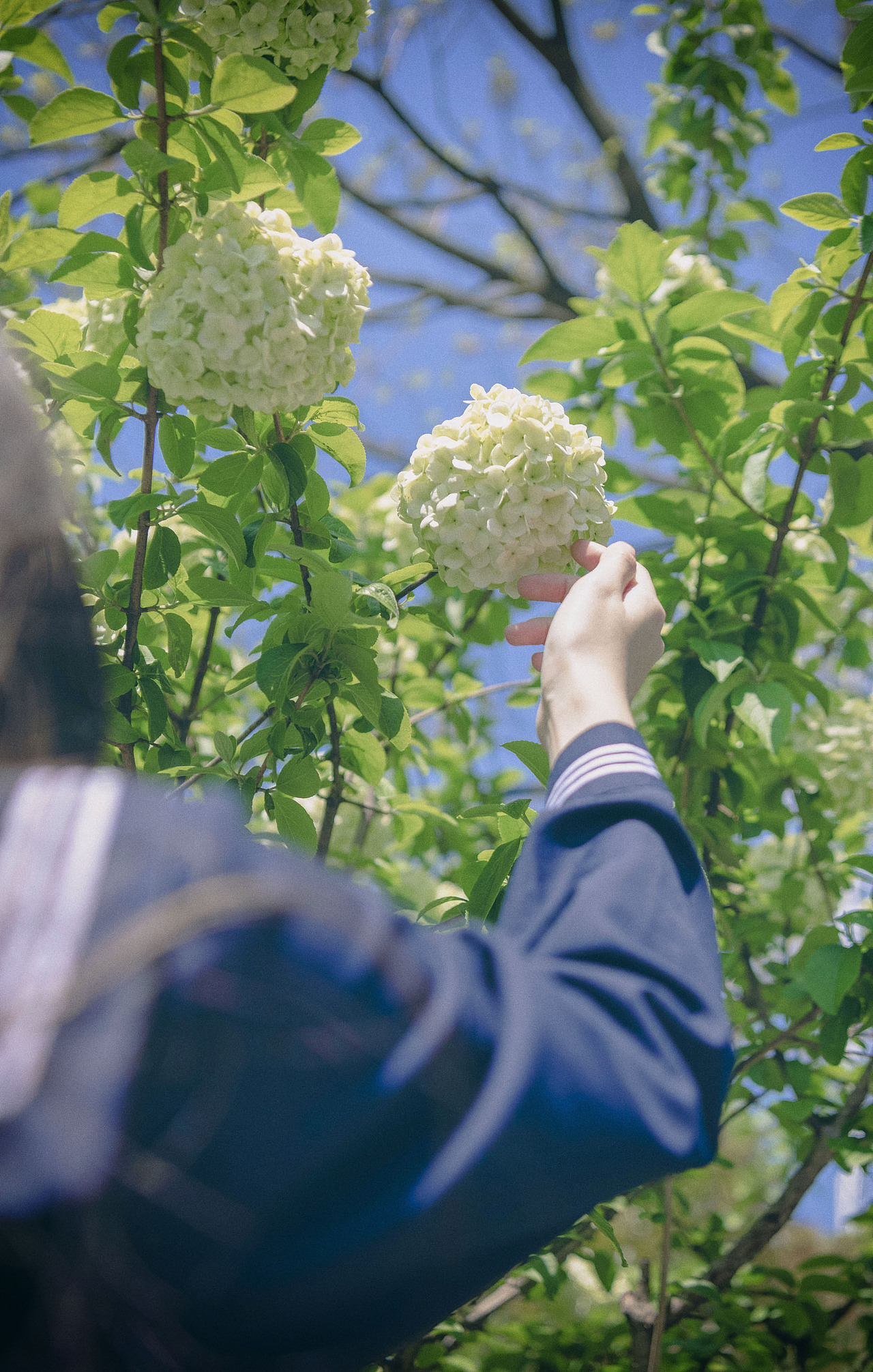胶片模拟：时光静好，与绣球花为伴