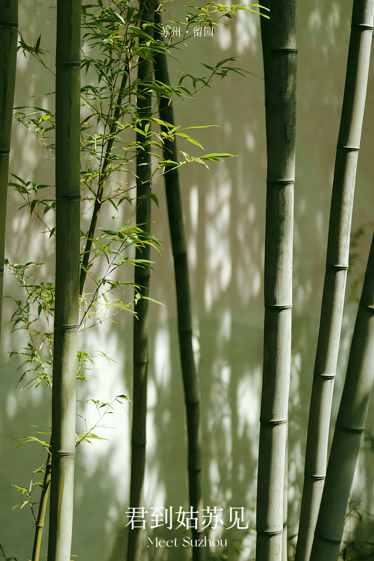 君到姑苏见|苏州·留园-中式美学摄影