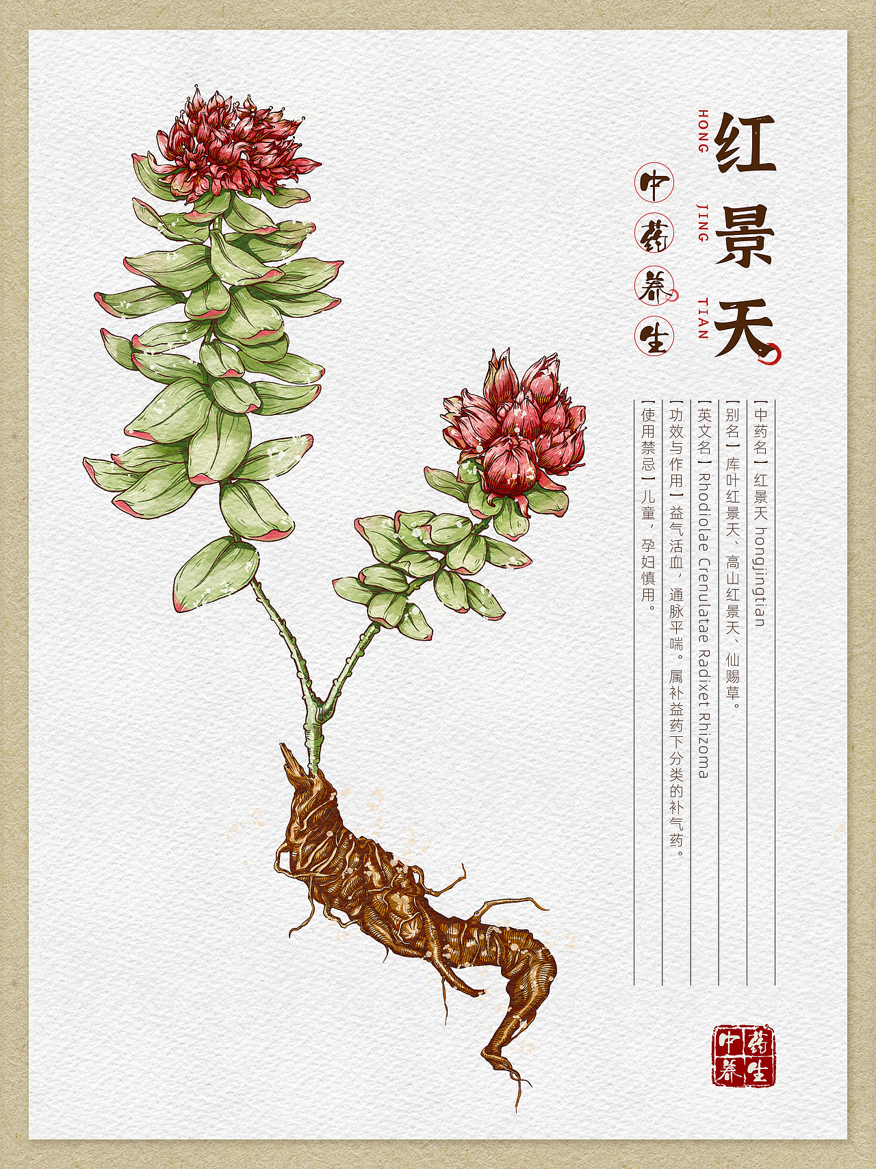 本草纲目-中草药手绘插画图鉴