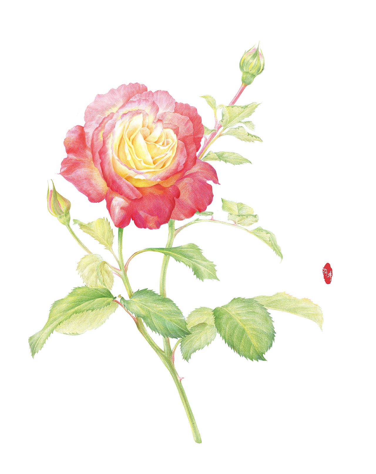 彩铅-花卉（图ZMzI5MzQ4OTQ4） - 商业插画 - 站酷设计师_阿拂_原创素材 - 站酷ZCOOL