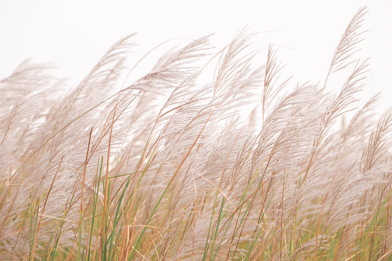 秋日芦苇（图ZMzM3OTg1NzM2） - 风光摄影 - 站酷设计师林二三_原创素材 - 站酷ZCOOL