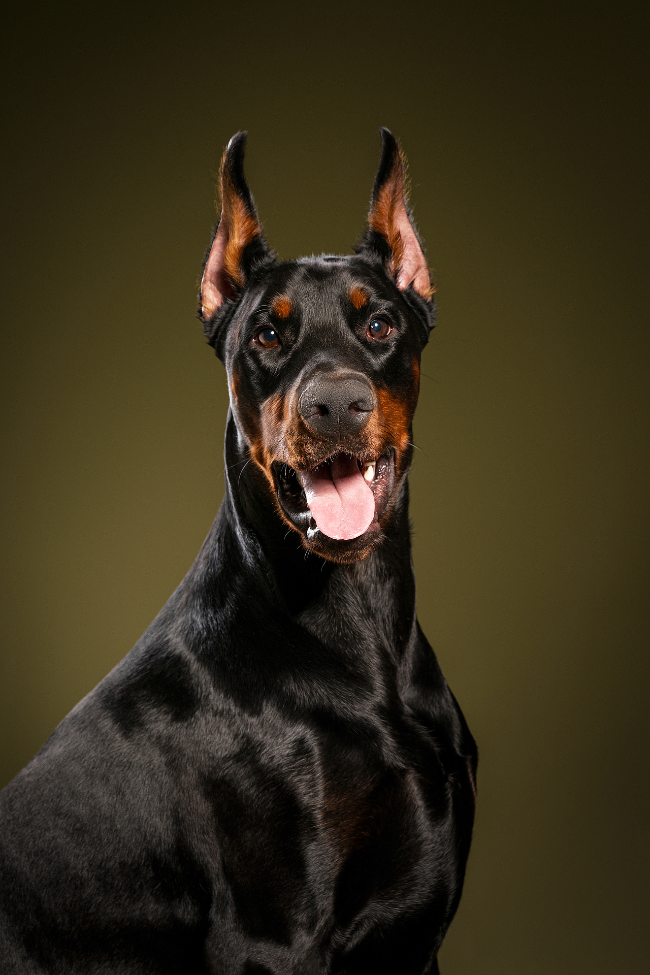 宠物写真-杜宾（图ZMzE4MTU4MTky） - 宠物摄影 - 站酷设计师黑色的不倒翁原创素材 - 站酷ZCOOL