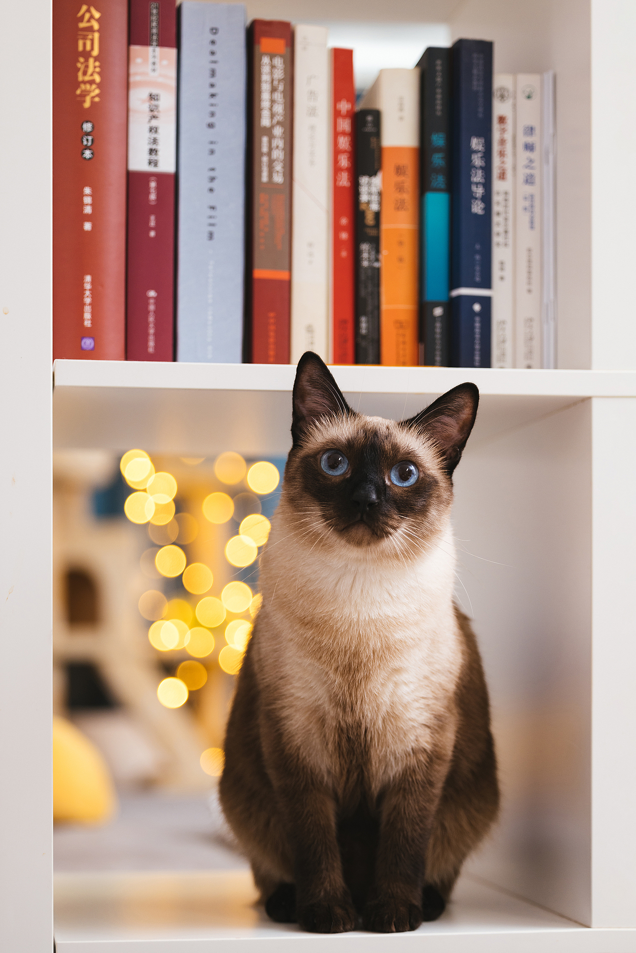 猫的私房 第六季