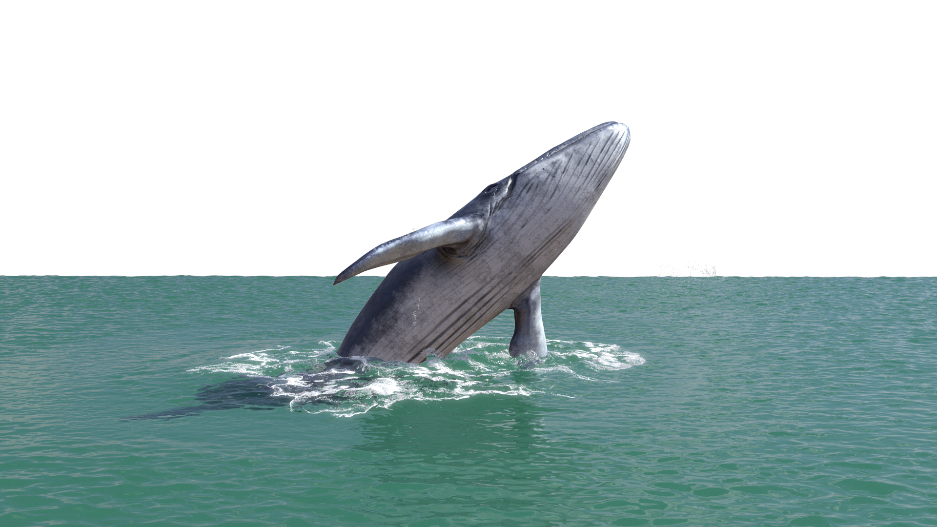 长有螺旋独角的“大海精灵”一角鲸