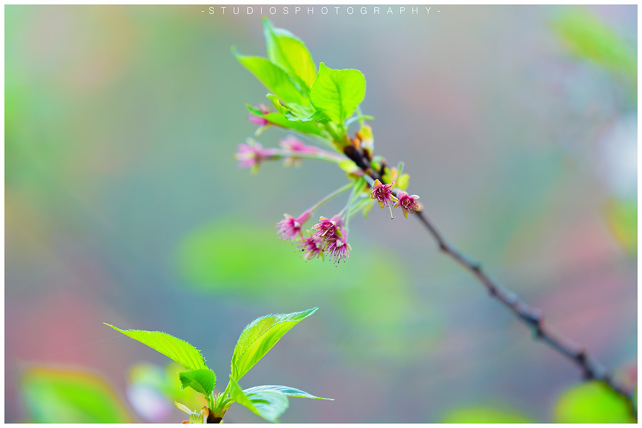 花見無錫。