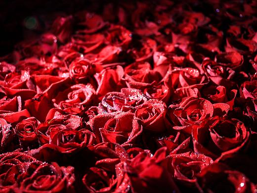 红玫瑰（个人主页-ZMzQ4NTQ0MzY=） - 产品摄影 - 站酷设计师MR杰小杰原创素材 - 站酷ZCOOL