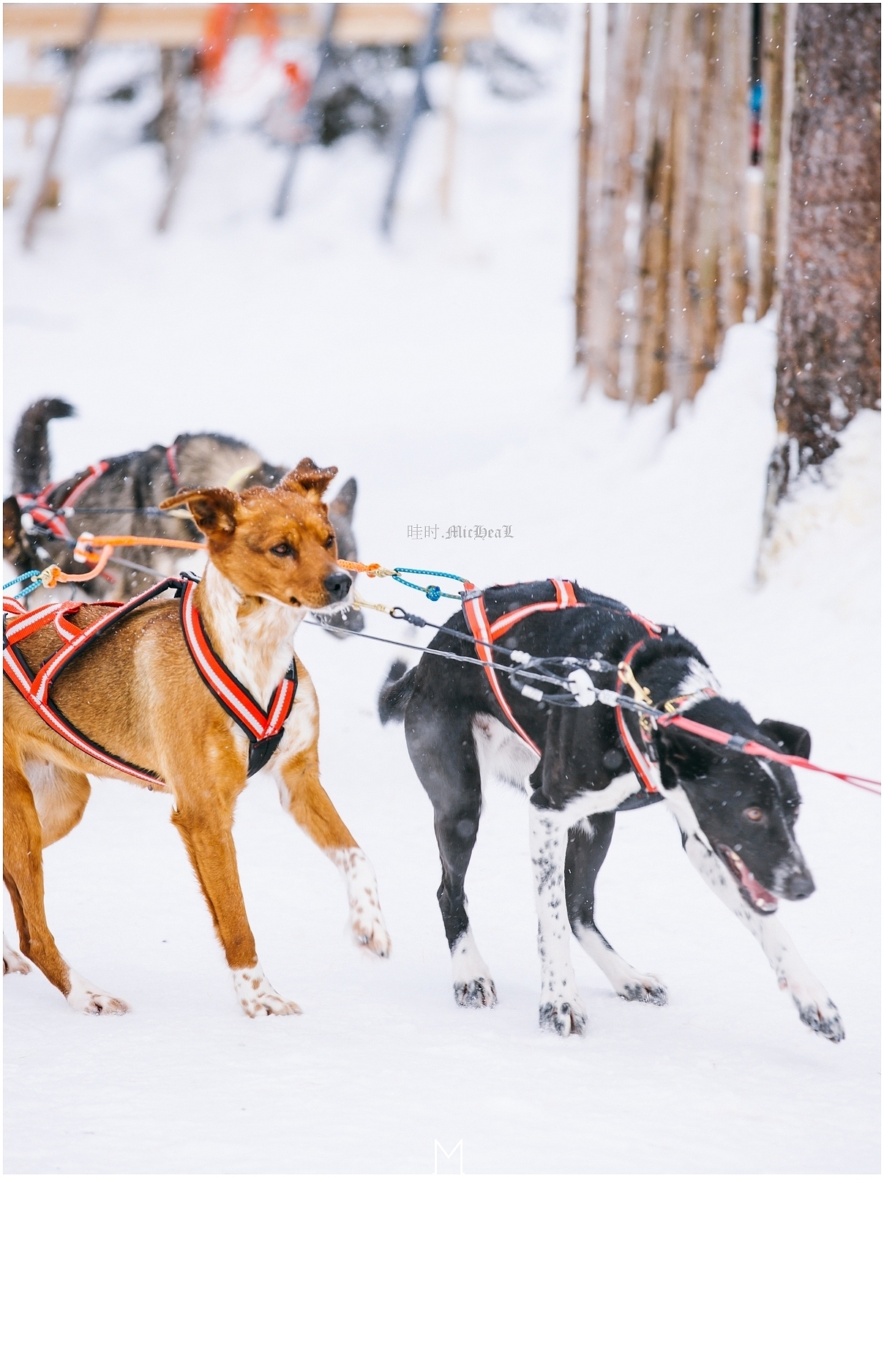 【旅行的意义】-雪原之上的芬兰-（图ZMTExOTM1MTE2） - 风光摄影 - 站酷设计师晆时_micheal原创素材 - 站酷ZCOOL
