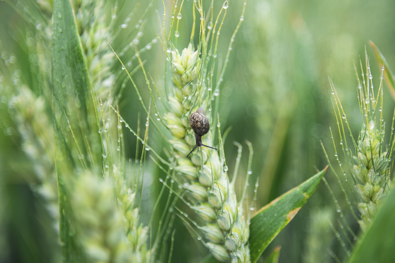 小昆虫（图ZMTQ1OTY0NTQ4） - 宠物摄影 - 站酷设计师安娜不能死原创素材 - 站酷ZCOOL