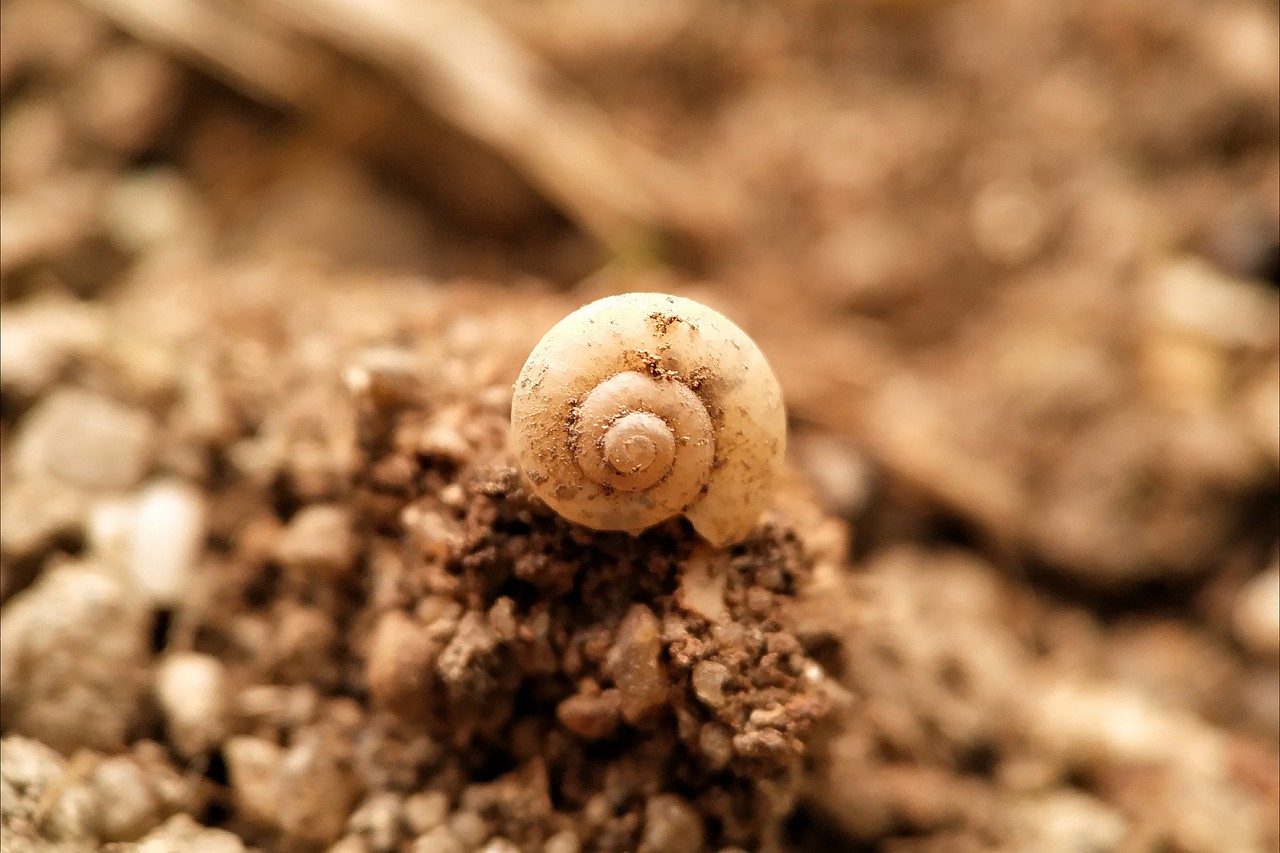 手機(jī)攝影—微距（圖ZMTUxOTEyNDYw） - 人文/紀(jì)實(shí)攝影 - 站酷設(shè)計(jì)師走過(guò)綠意原創(chuàng)素材 - 站酷ZCOOL