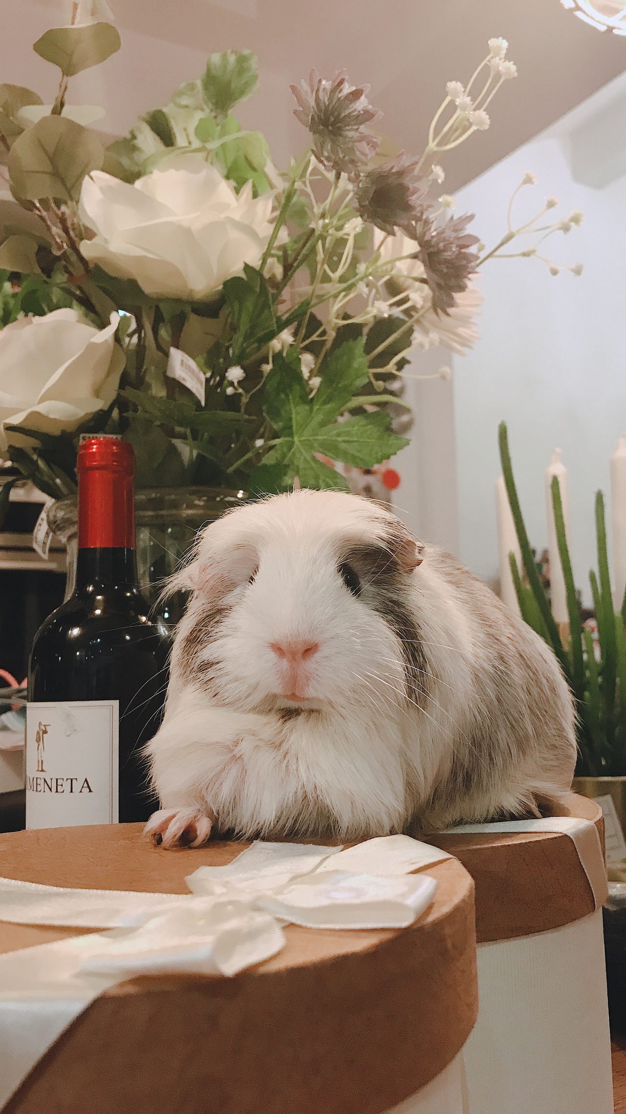 豚鼠婆婆的小宝贝