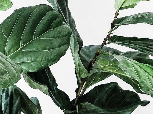 植物分享类app