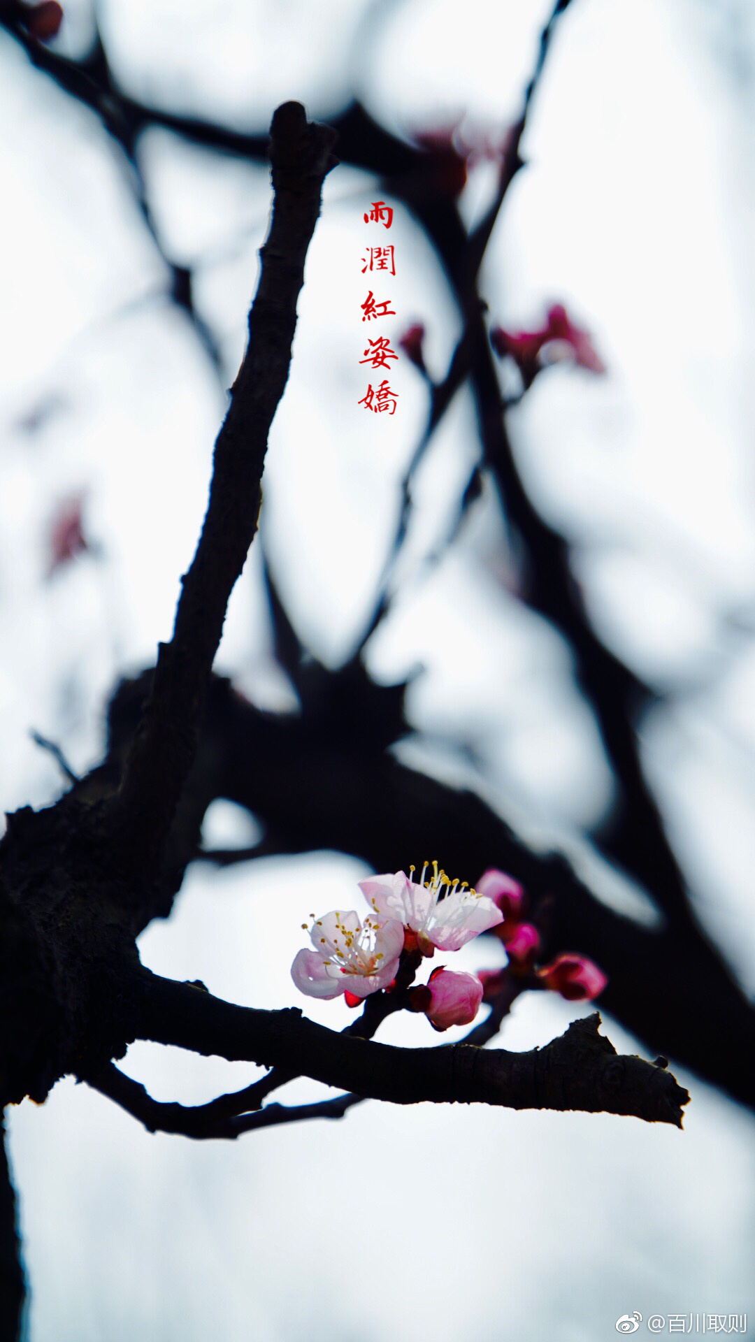 雨润红姿娇|摄影|风光|百川取则 - 原创作品 - 站