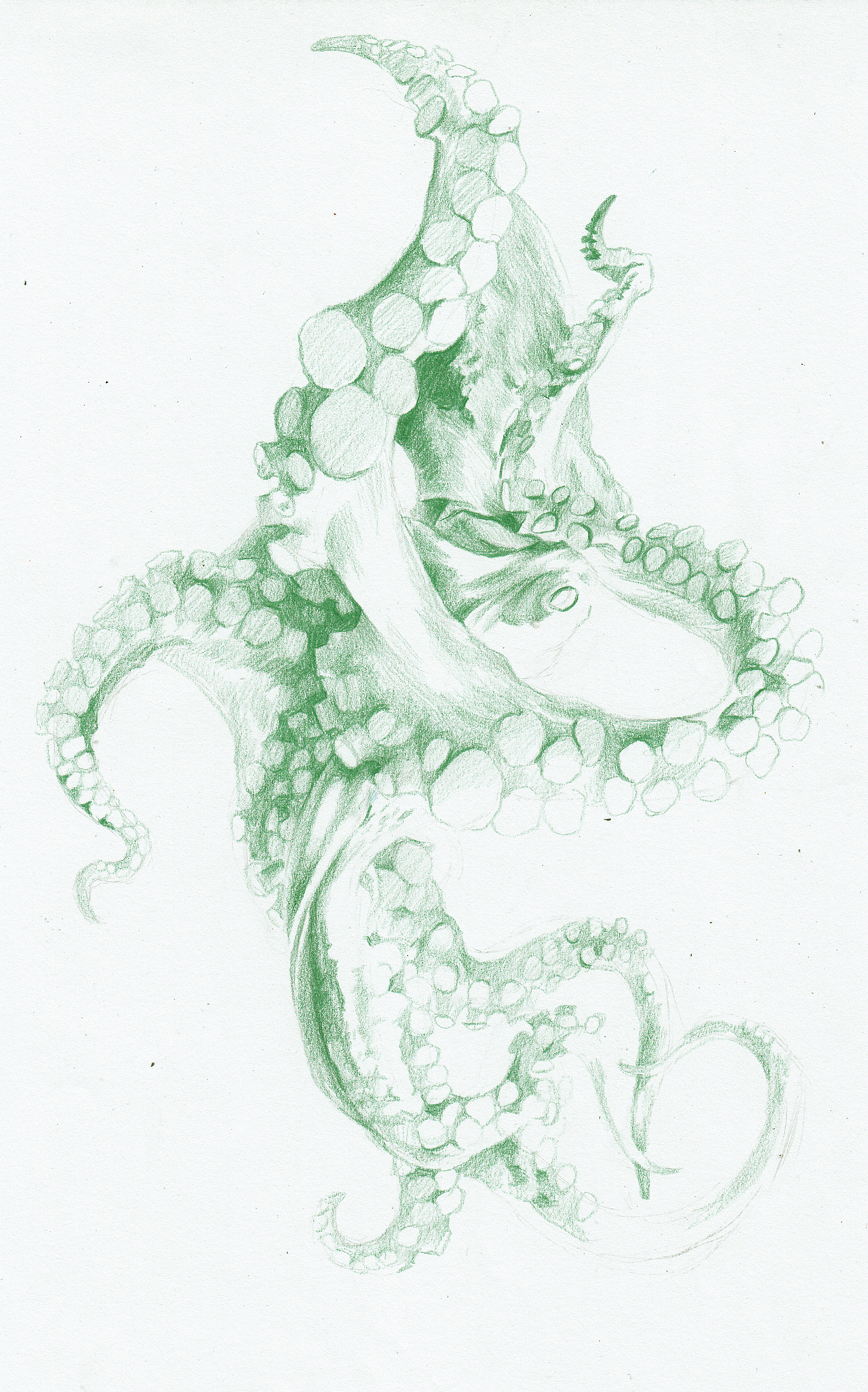 轻上深绿铅笔稿，明确形体、关系、结构
