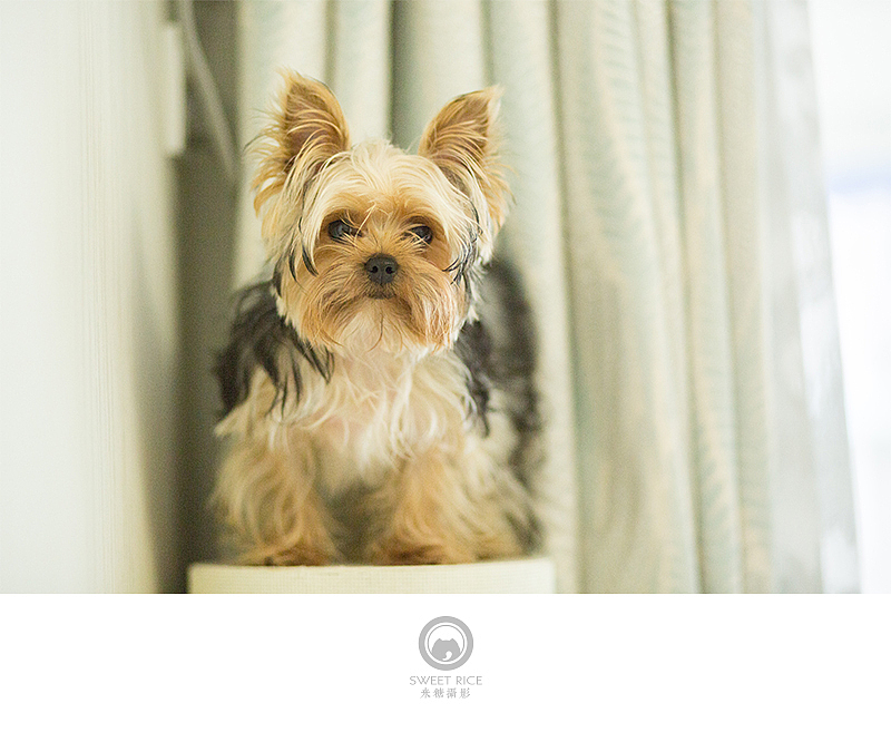 加菲阿宝和乱入的东西（图ZNDY1NjQzMzY=） - 宠物摄影 - 站酷设计师挂糖原创素材 - 站酷ZCOOL