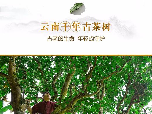 千年古树茶众筹页面