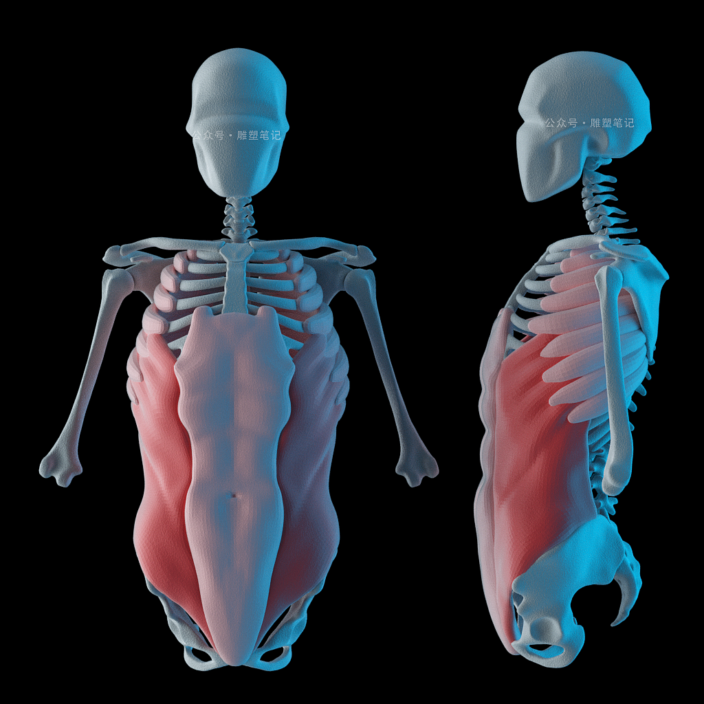 躯干肌肉（图ZMjc2NzY0NTgw） - 人物/生物 - 站酷设计师雕塑笔记原创素材 - 站酷ZCOOL