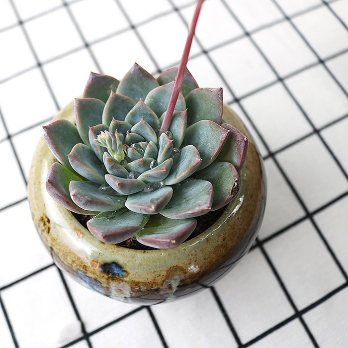 多肉-阿尔巴佳人-绿植植物（图ZMTQyNzk1NTI0） - 产品摄影 - 站酷设计师糖少爷原创素材 - 站酷ZCOOL