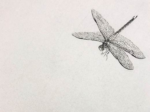 国画作品《蜻蜓》