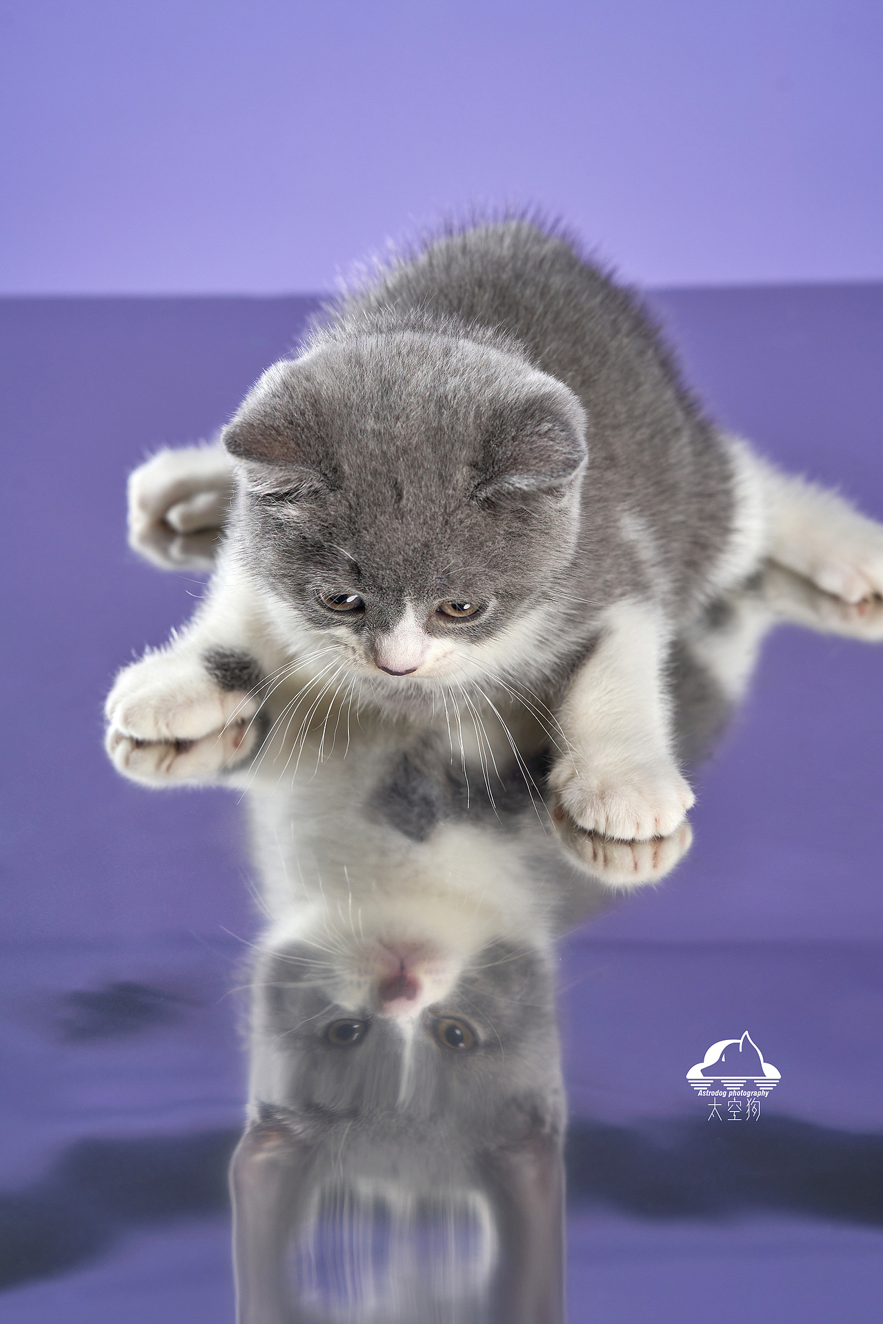 太空狗宠物摄影 英国短毛猫满月写真