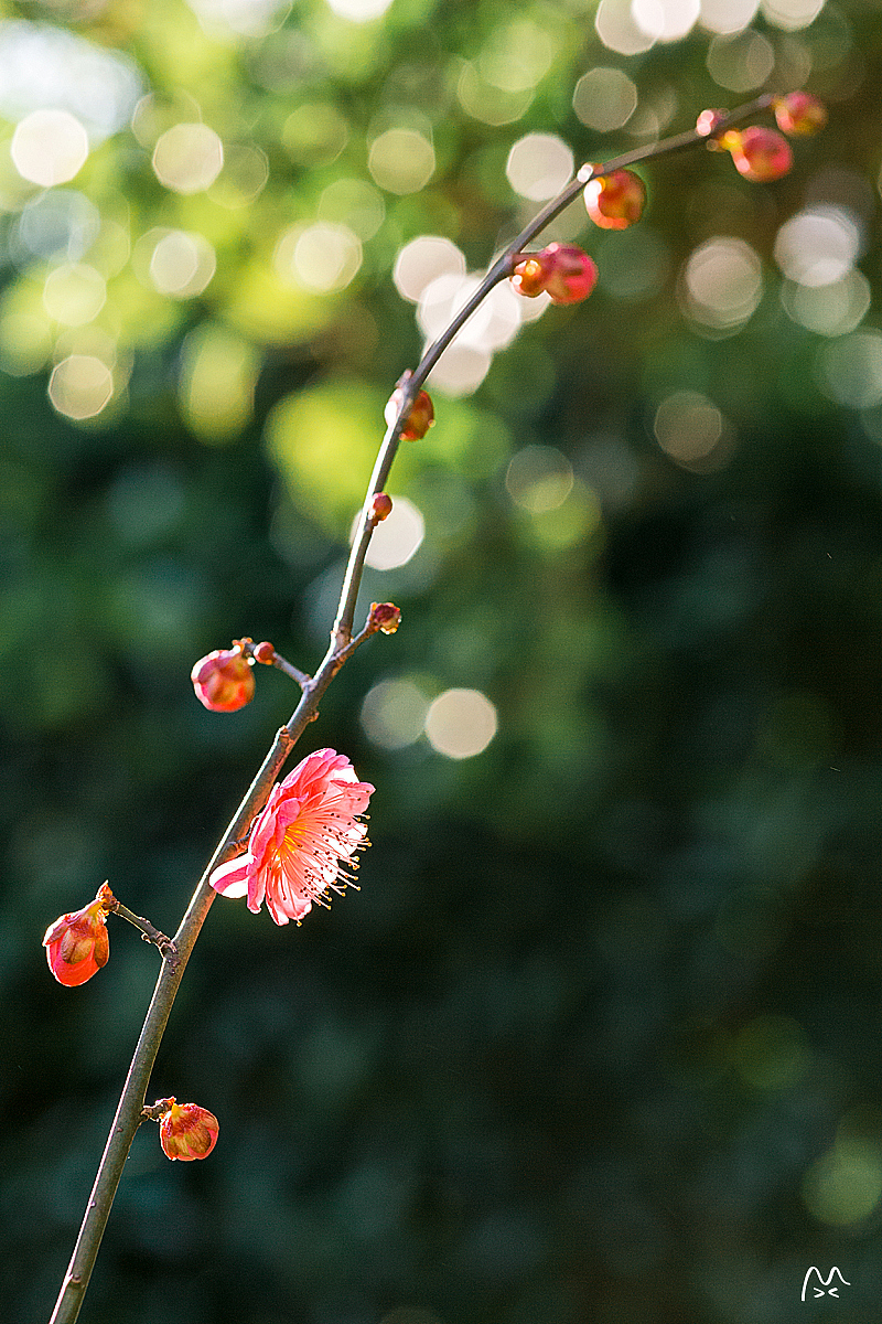 江南无所有，聊寄一枝春（图ZNzE2MDk4NjQ=） - 风光摄影 - 站酷设计师喵呜不停原创素材 - 站酷ZCOOL