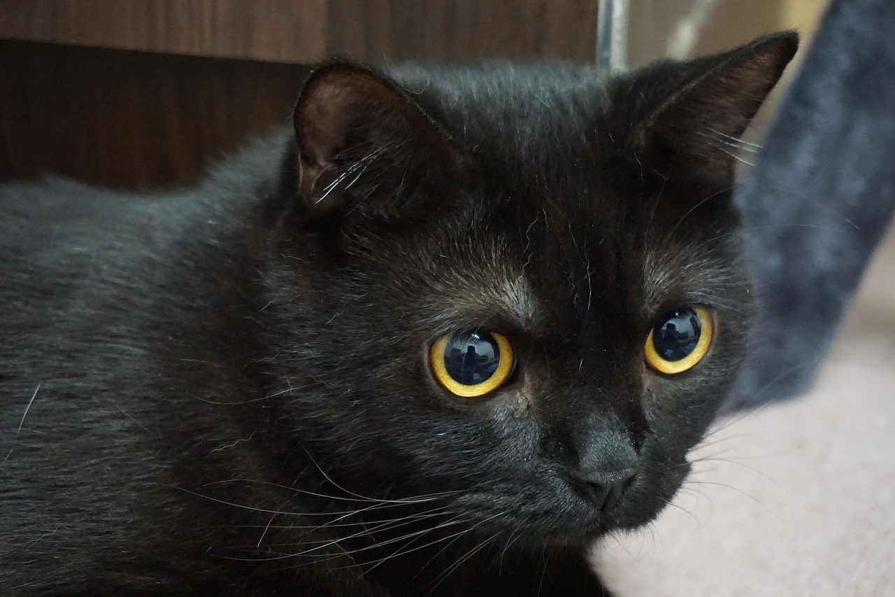 猫 蓝猫 黑猫（图ZMTcyNjQ1NDE2） - 宠物摄影 - 站酷设计师Kalok_HUANG原创素材 - 站酷ZCOOL